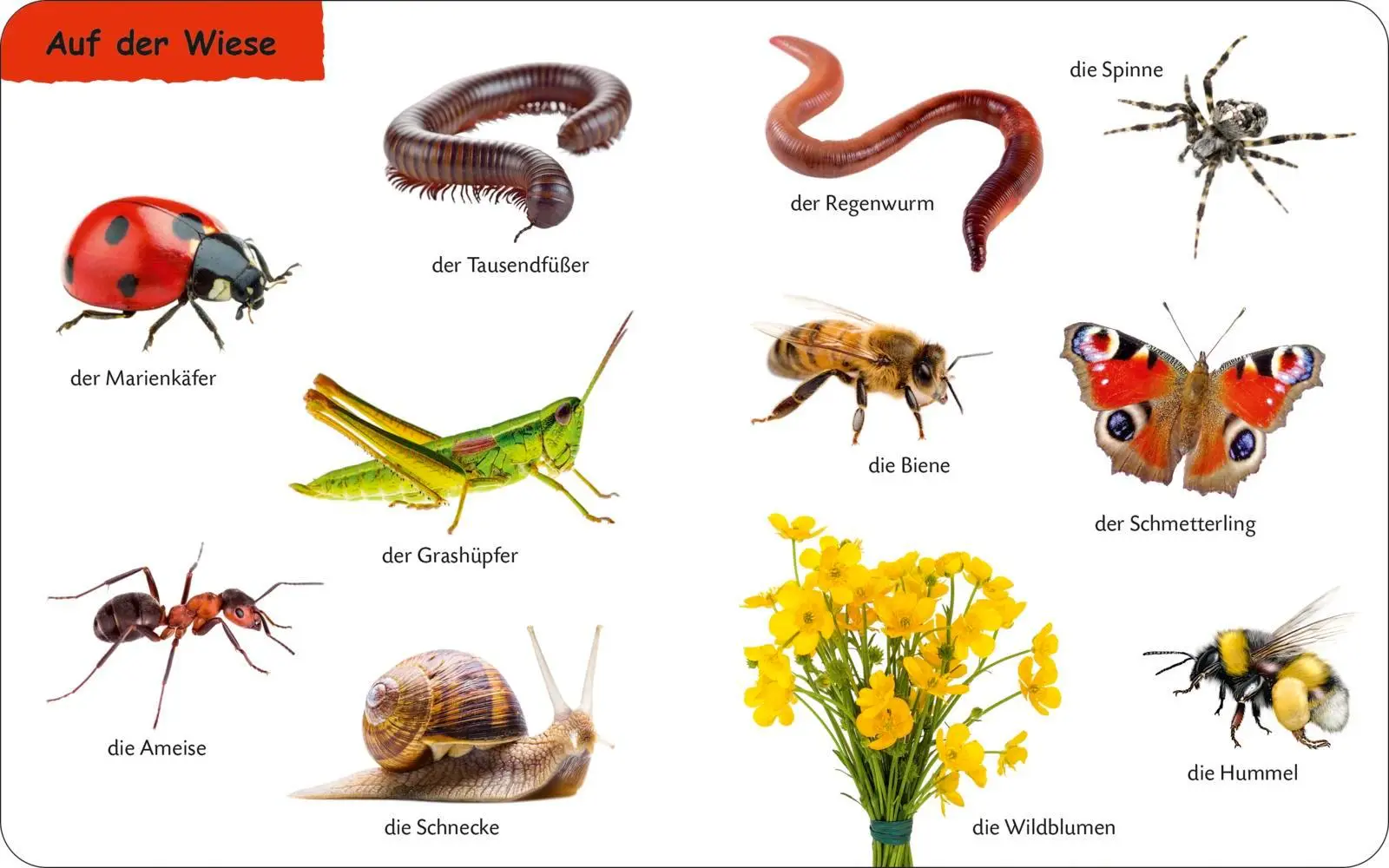 Bild: 9783737336710 | Duden 12+: Kennst du das? Die Tiere | Buch | 28 S. | Deutsch | 2025