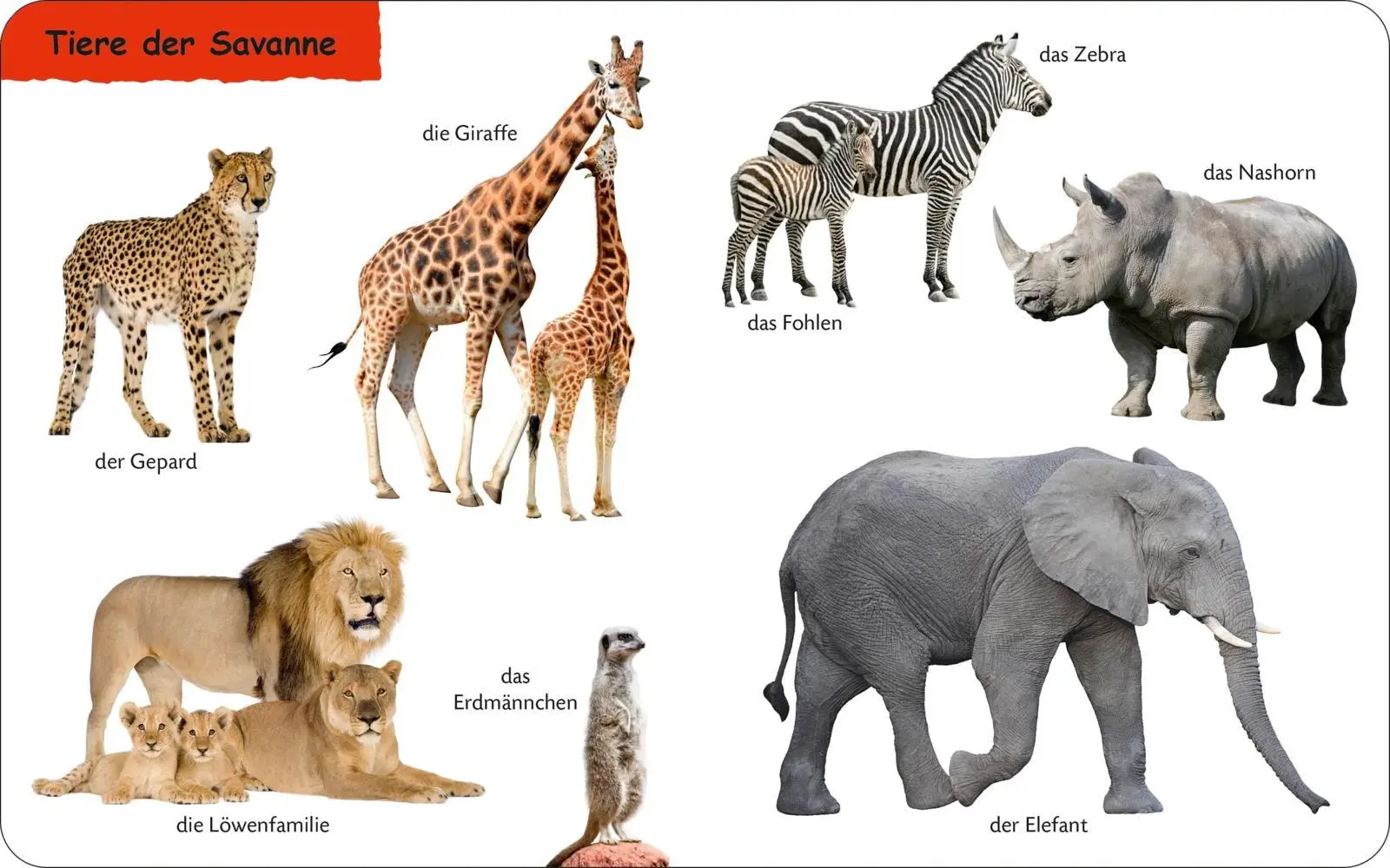 Bild: 9783737336710 | Duden 12+: Kennst du das? Die Tiere | Buch | 28 S. | Deutsch | 2025