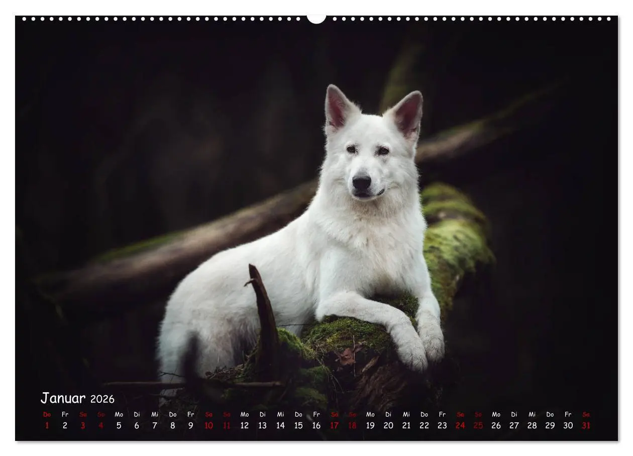 Bild: 9783457846810 | Schäferhunde und Ihre Vielfalt (Wandkalender 2026 DIN A2 quer),...