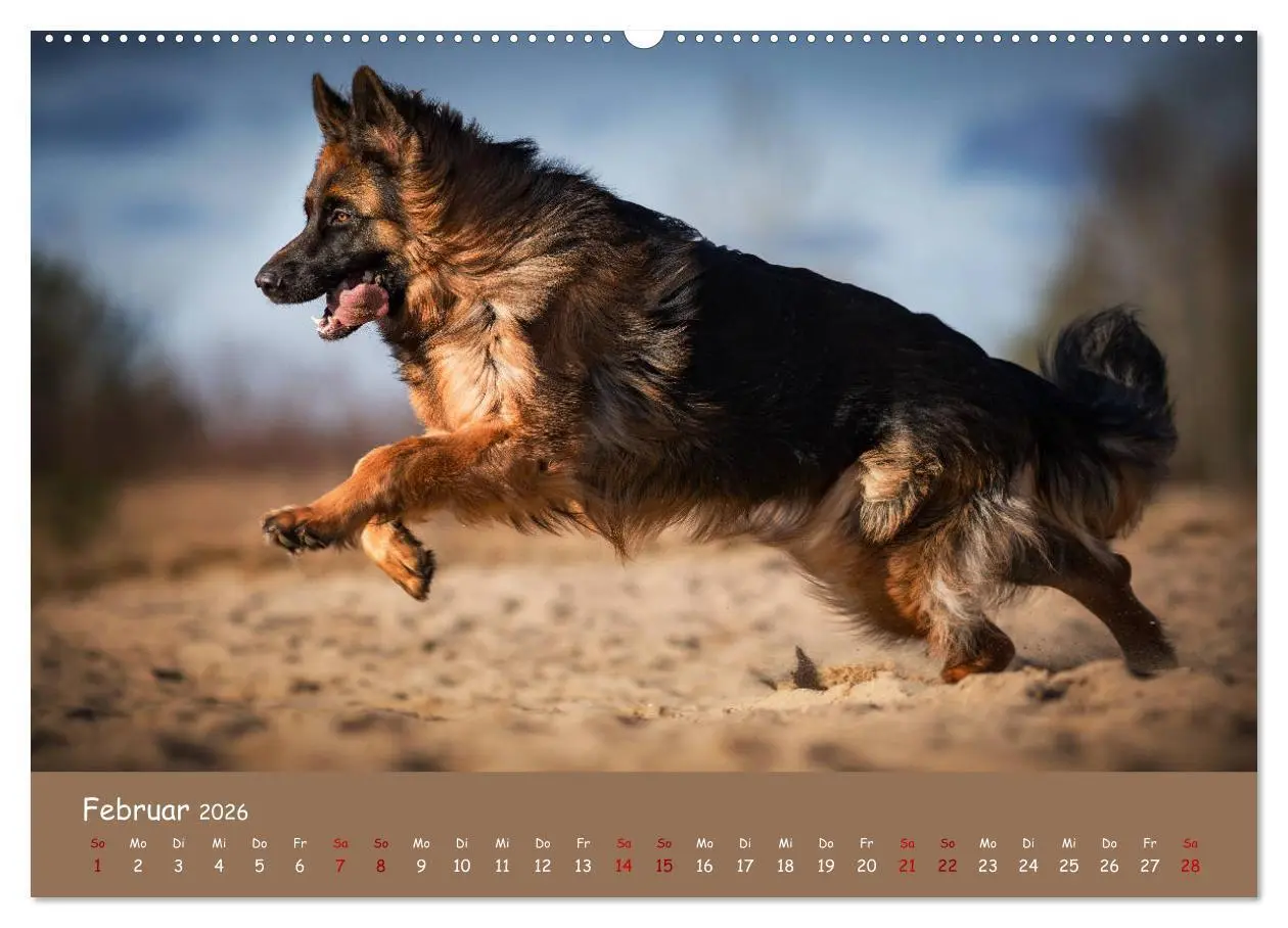 Bild: 9783457846810 | Schäferhunde und Ihre Vielfalt (Wandkalender 2026 DIN A2 quer),...
