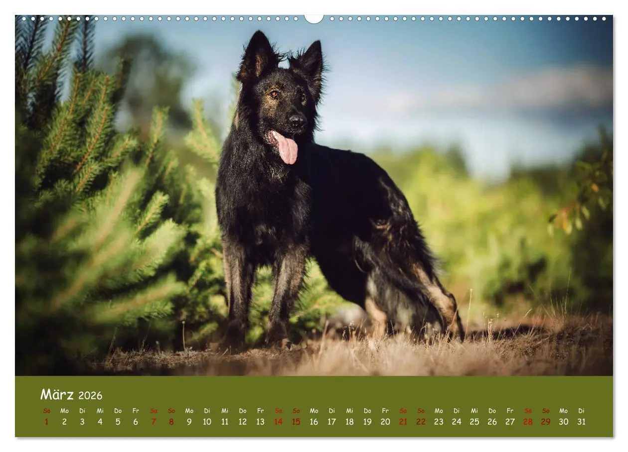 Bild: 9783457846810 | Schäferhunde und Ihre Vielfalt (Wandkalender 2026 DIN A2 quer),...