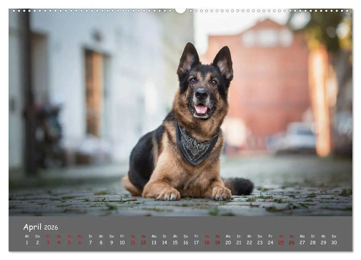 Bild: 9783457846810 | Schäferhunde und Ihre Vielfalt (Wandkalender 2026 DIN A2 quer),...