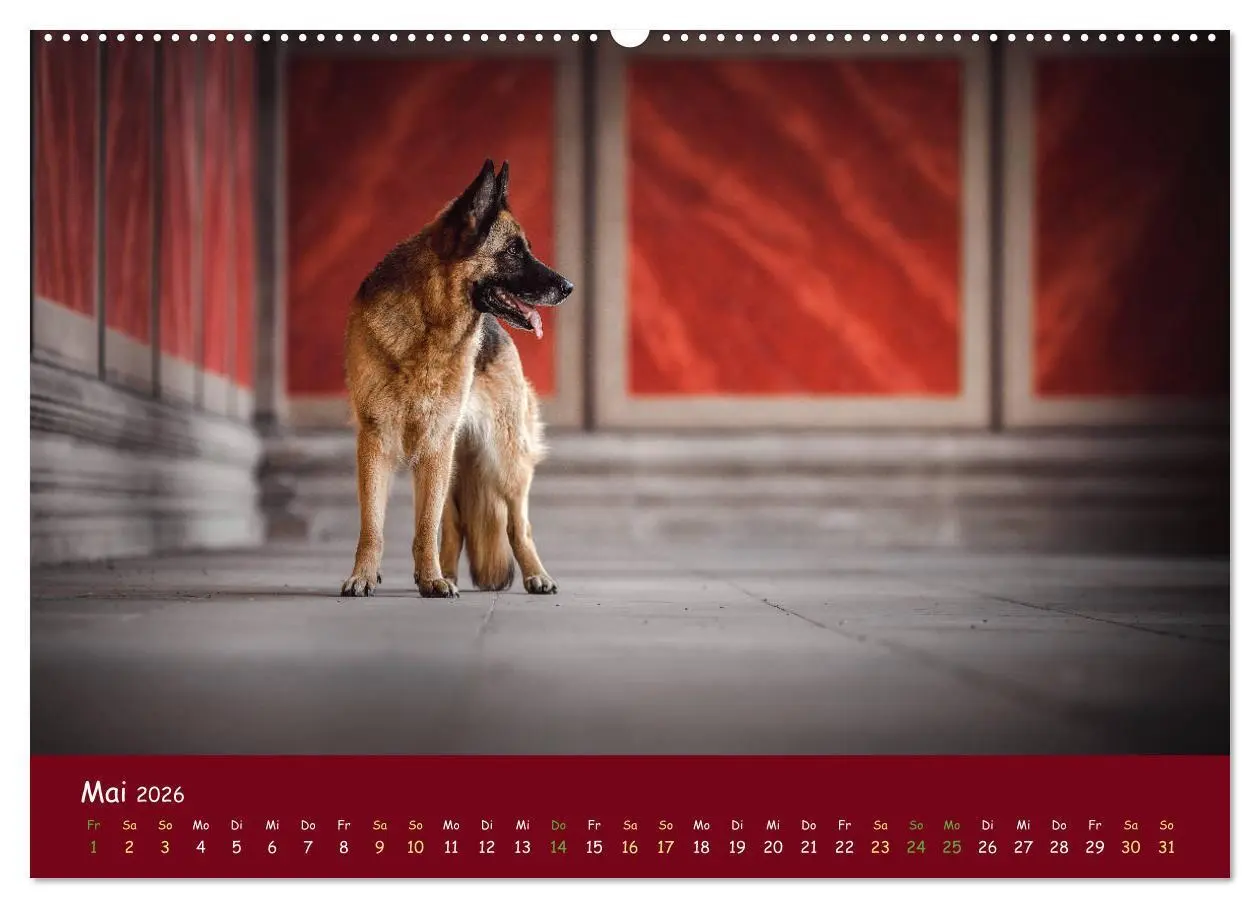 Bild: 9783457846810 | Schäferhunde und Ihre Vielfalt (Wandkalender 2026 DIN A2 quer),...