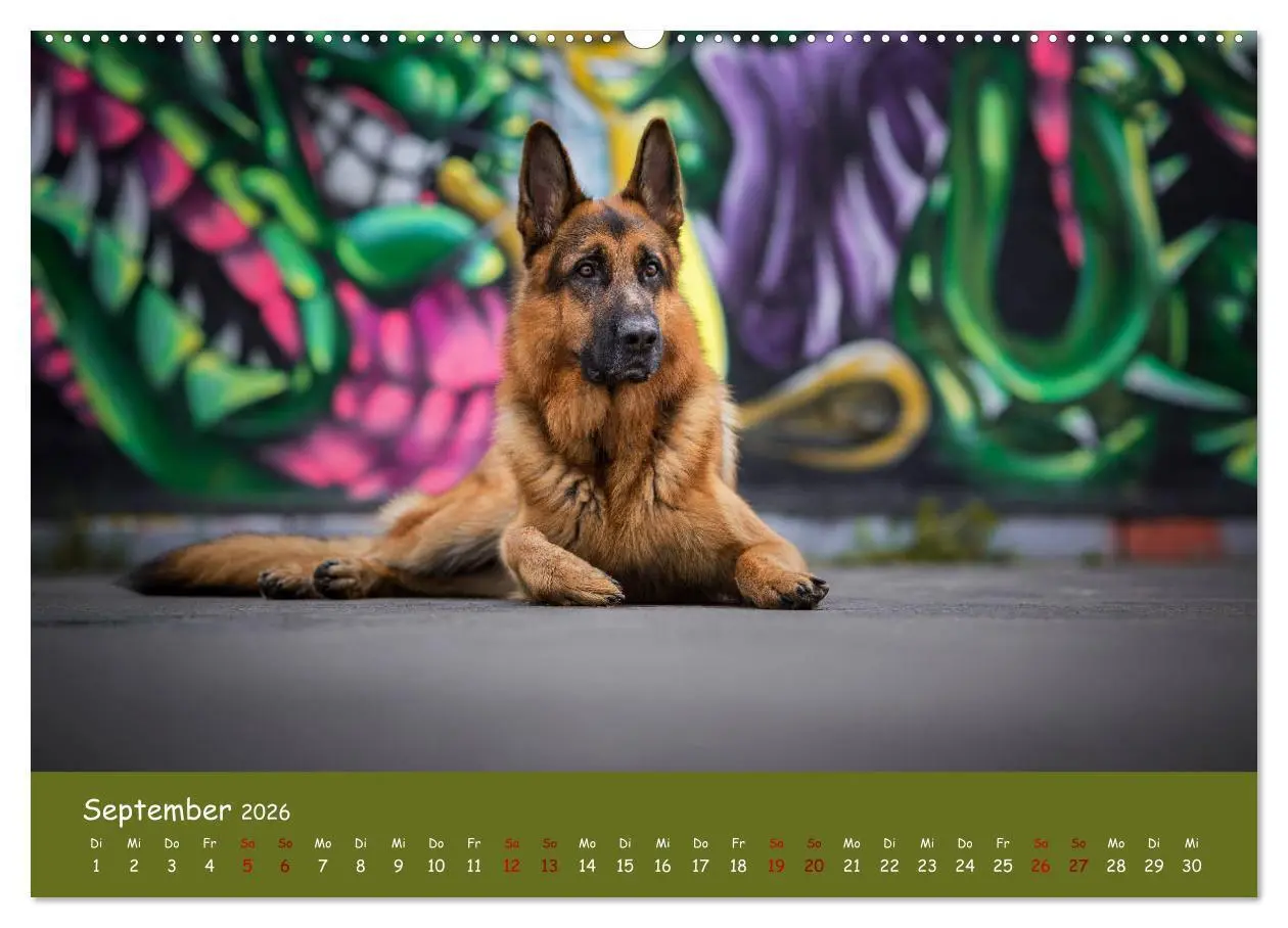 Bild: 9783457846810 | Schäferhunde und Ihre Vielfalt (Wandkalender 2026 DIN A2 quer),...