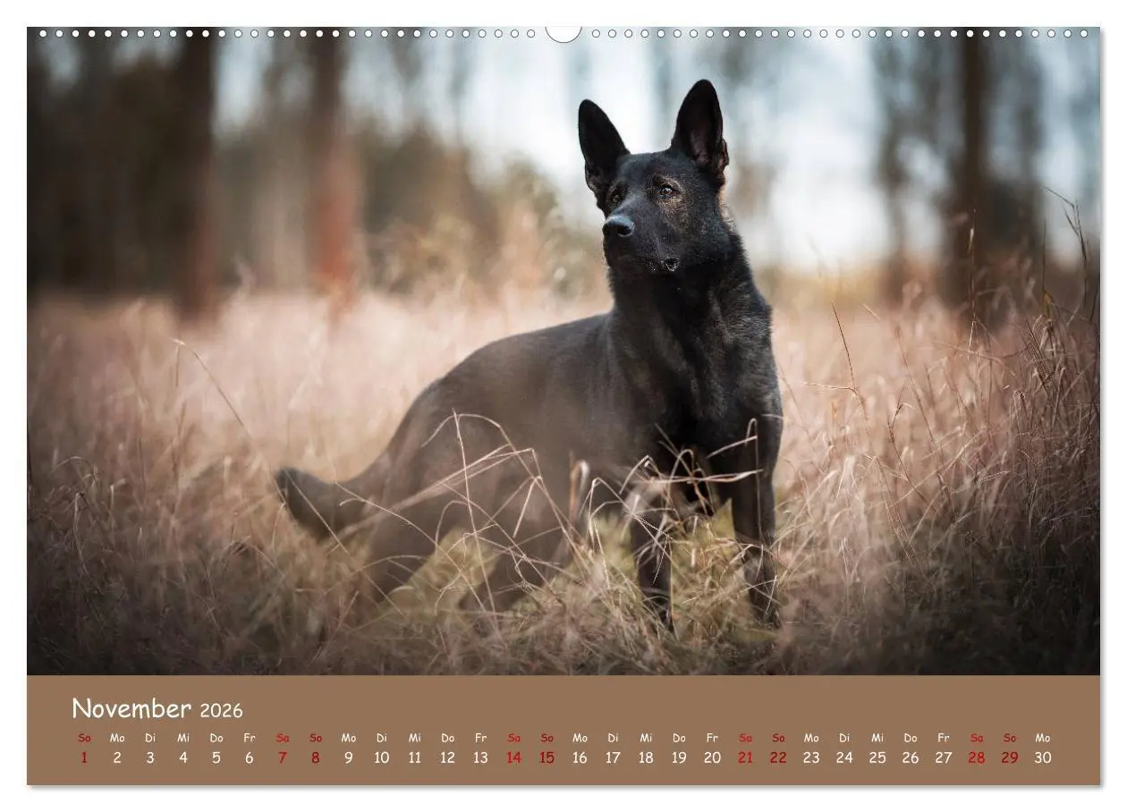 Bild: 9783457846810 | Schäferhunde und Ihre Vielfalt (Wandkalender 2026 DIN A2 quer),...