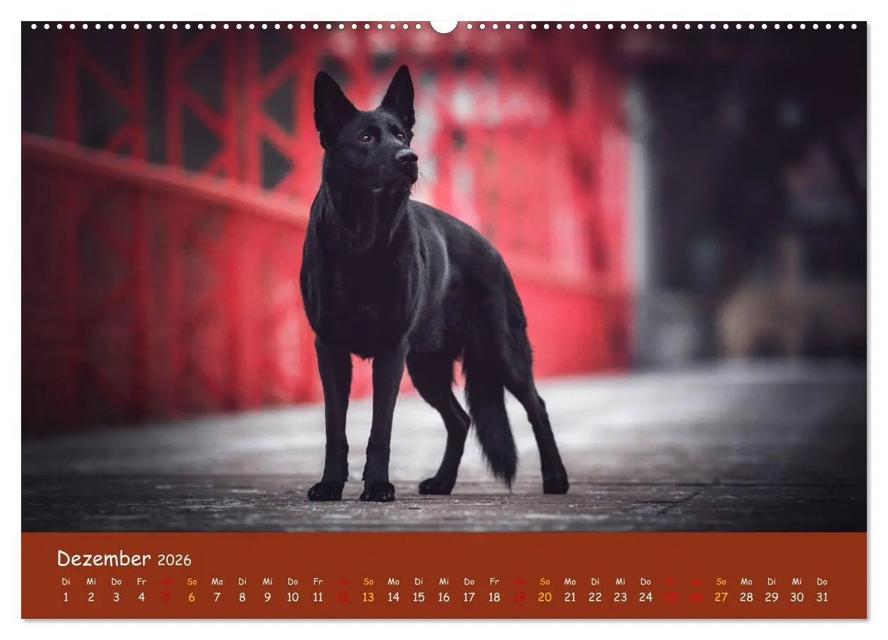 Bild: 9783457846810 | Schäferhunde und Ihre Vielfalt (Wandkalender 2026 DIN A2 quer),...