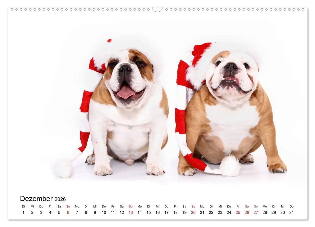 Bild: 9783457836910 | Funny Dogs (Wandkalender 2026 DIN A2 quer), CALVENDO Monatskalender