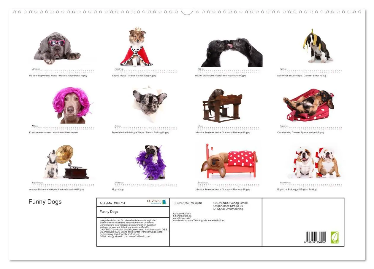 Bild: 9783457836910 | Funny Dogs (Wandkalender 2026 DIN A2 quer), CALVENDO Monatskalender