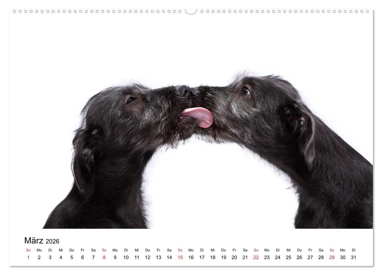 Bild: 9783457836910 | Funny Dogs (Wandkalender 2026 DIN A2 quer), CALVENDO Monatskalender