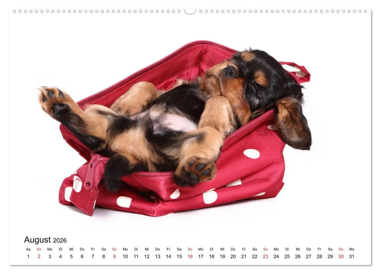Bild: 9783457836910 | Funny Dogs (Wandkalender 2026 DIN A2 quer), CALVENDO Monatskalender