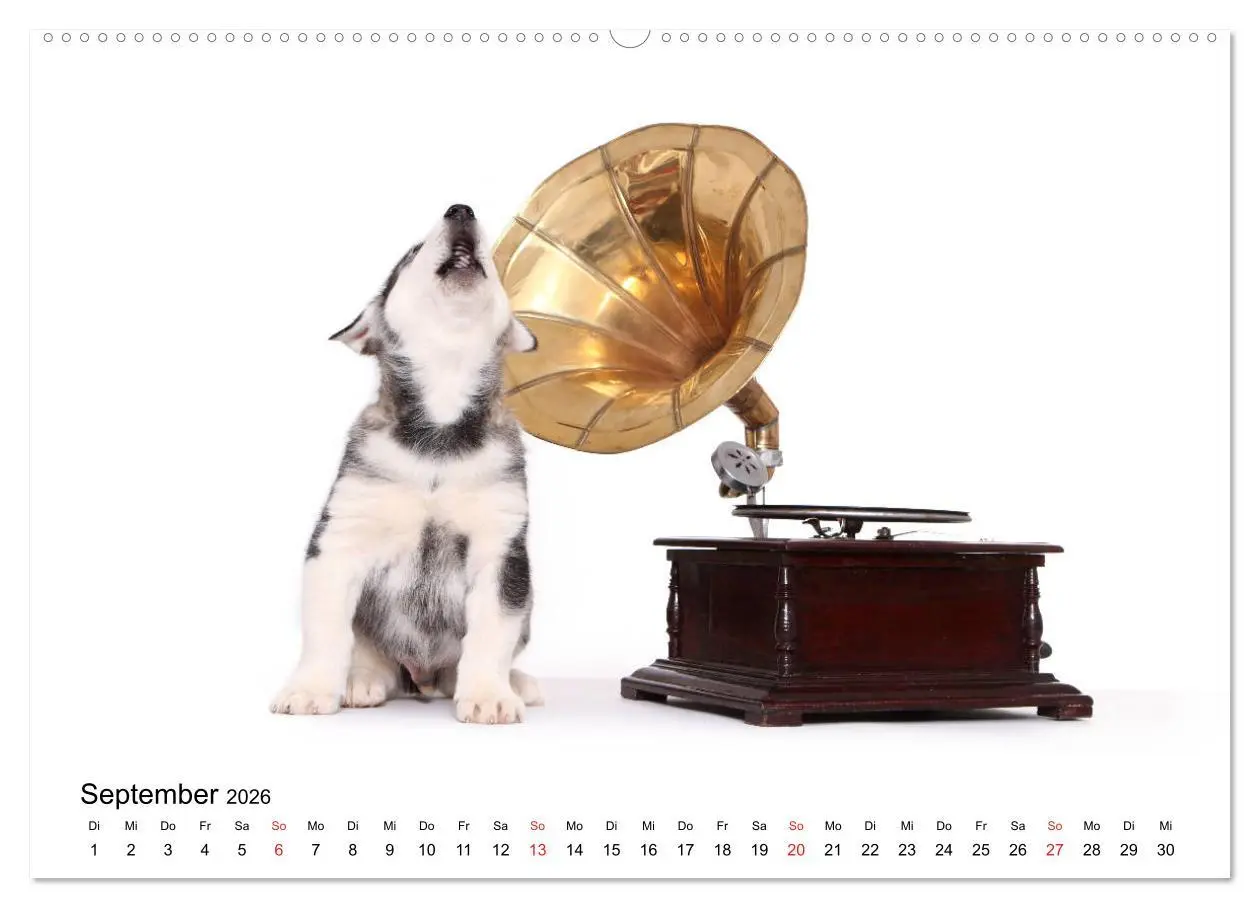 Bild: 9783457836910 | Funny Dogs (Wandkalender 2026 DIN A2 quer), CALVENDO Monatskalender