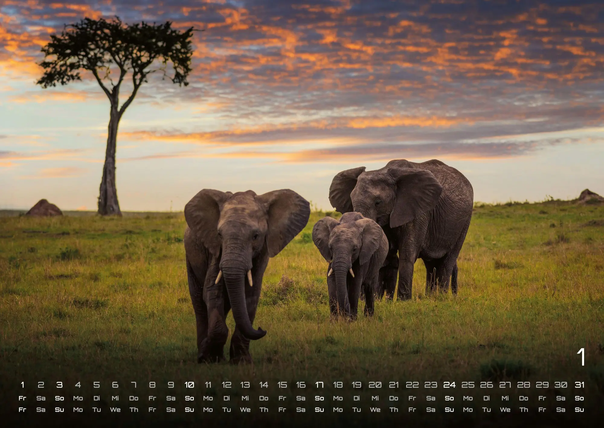 Bild: 9783986736910 | Afrikas Tierwelt - Der Tierkalender - 2027 - Kalender DIN A2 | de