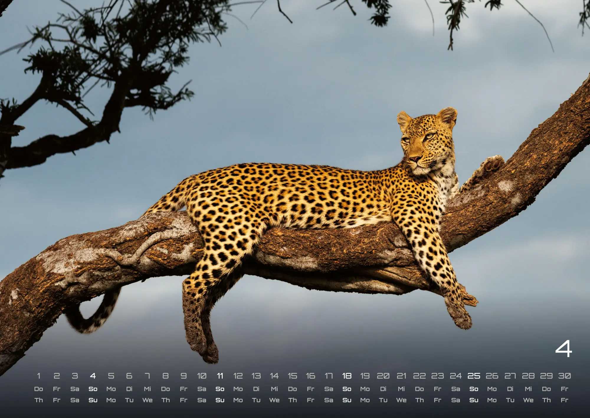 Bild: 9783986736910 | Afrikas Tierwelt - Der Tierkalender - 2027 - Kalender DIN A2 | de