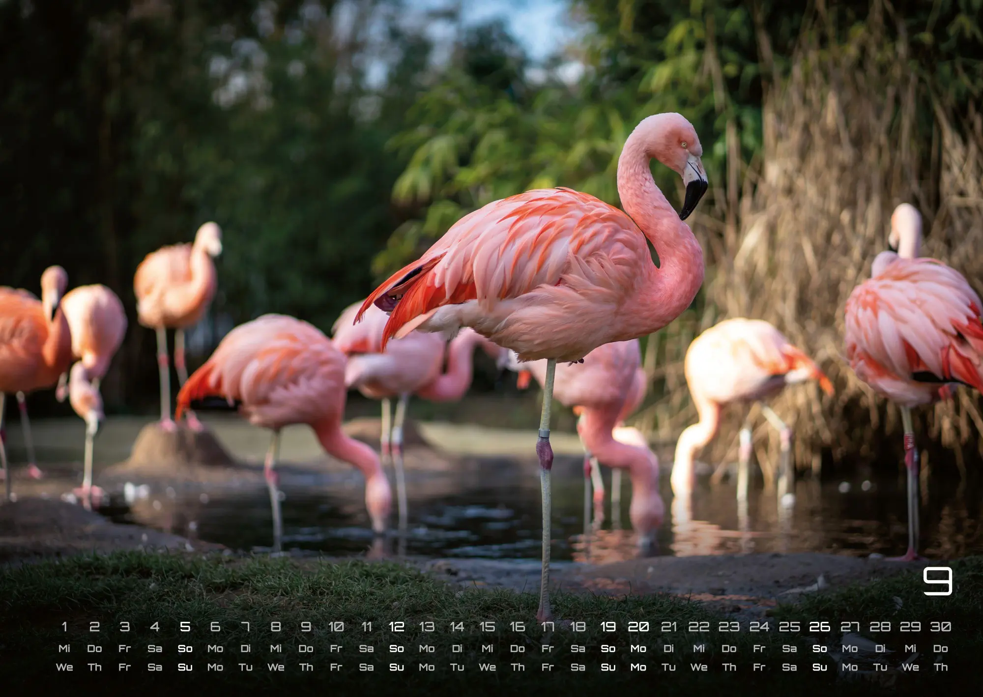 Bild: 9783986736910 | Afrikas Tierwelt - Der Tierkalender - 2027 - Kalender DIN A2 | de