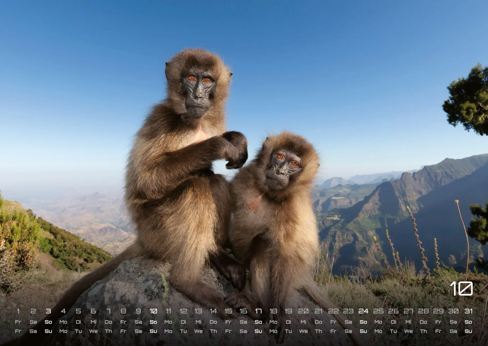 Bild: 9783986736910 | Afrikas Tierwelt - Der Tierkalender - 2027 - Kalender DIN A2 | de