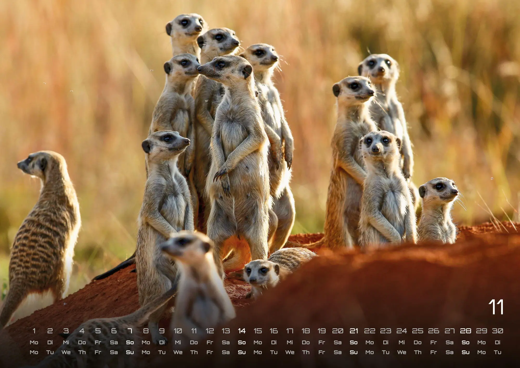 Bild: 9783986736910 | Afrikas Tierwelt - Der Tierkalender - 2027 - Kalender DIN A2 | de
