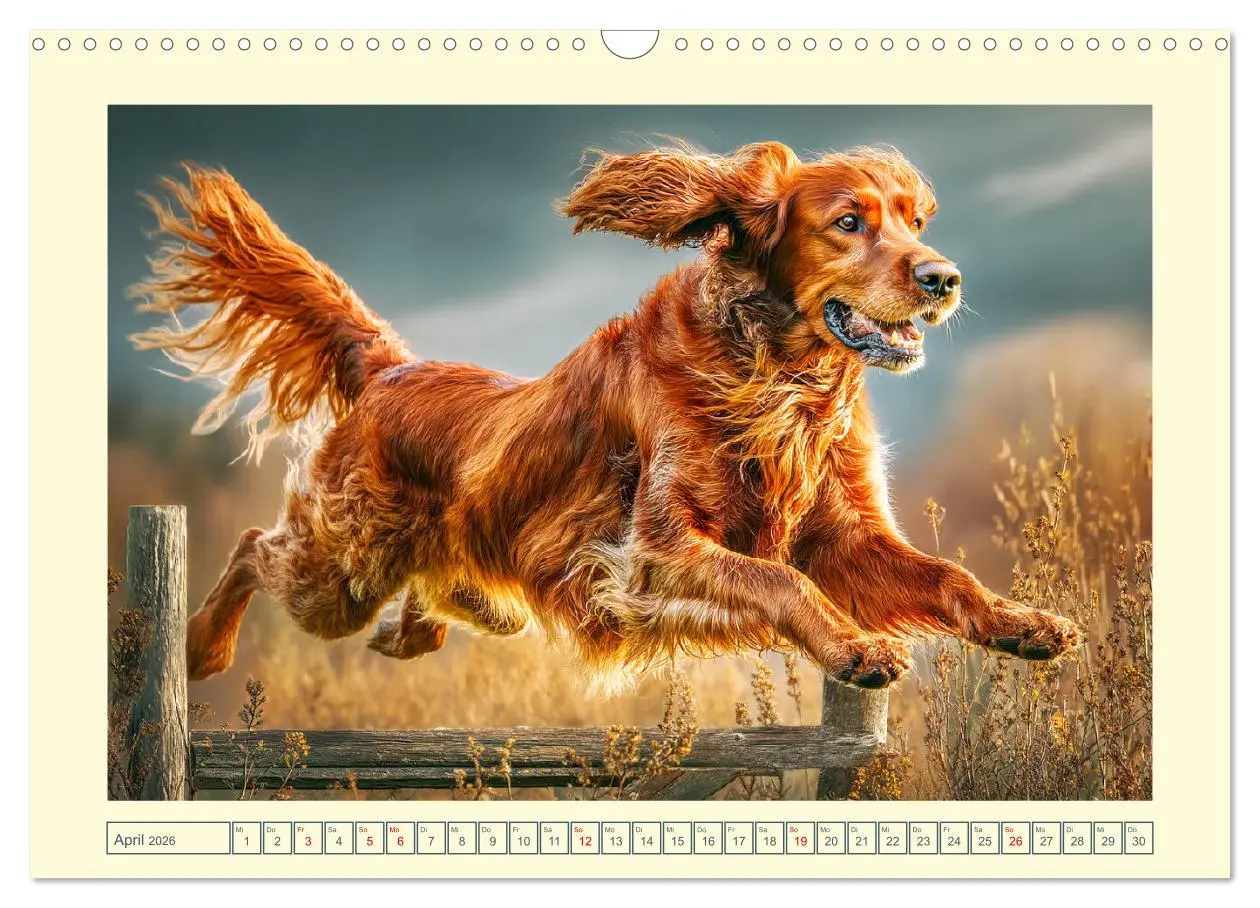 Bild: 9783457647110 | Irish Red Setter. Wo noble Eleganz auf Tatendrang trifft...
