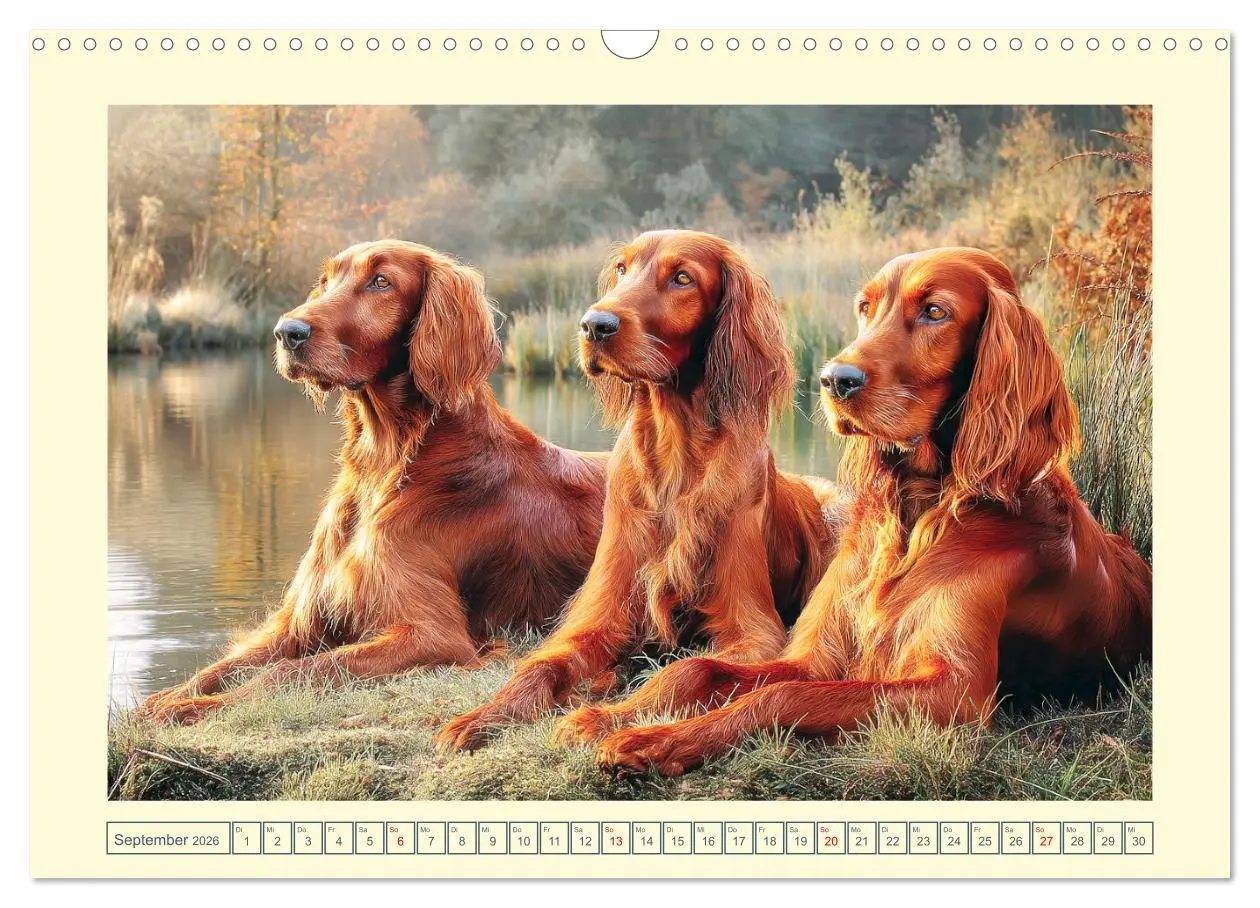 Bild: 9783457647110 | Irish Red Setter. Wo noble Eleganz auf Tatendrang trifft...