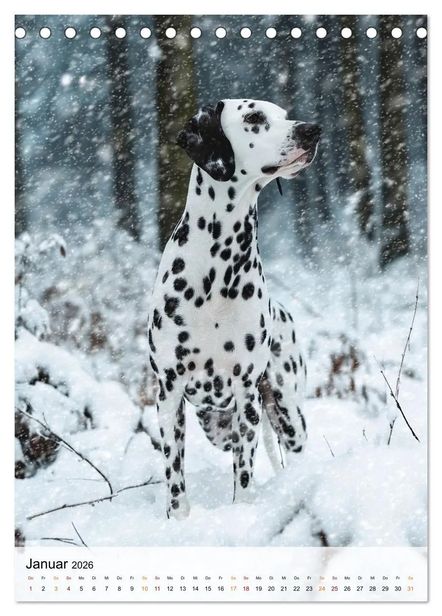 Bild: 9783516287110 | Dalmatiner - freundlich und temperamentvoll (Tischkalender 2026 DIN...