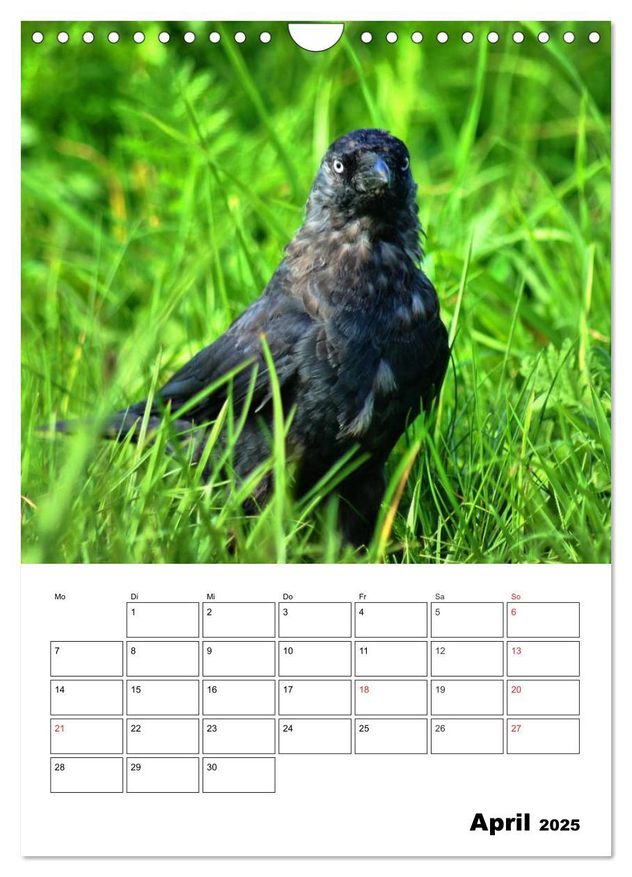Bild: 9783457017210 | Heimische Wildtiere Terminplaner (Wandkalender 2025 DIN A4 hoch),...