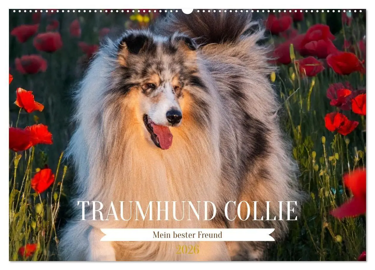 Cover: 9783516717310 | Traumhund Collie - Mein bester Freund (Wandkalender 2026 DIN A2...