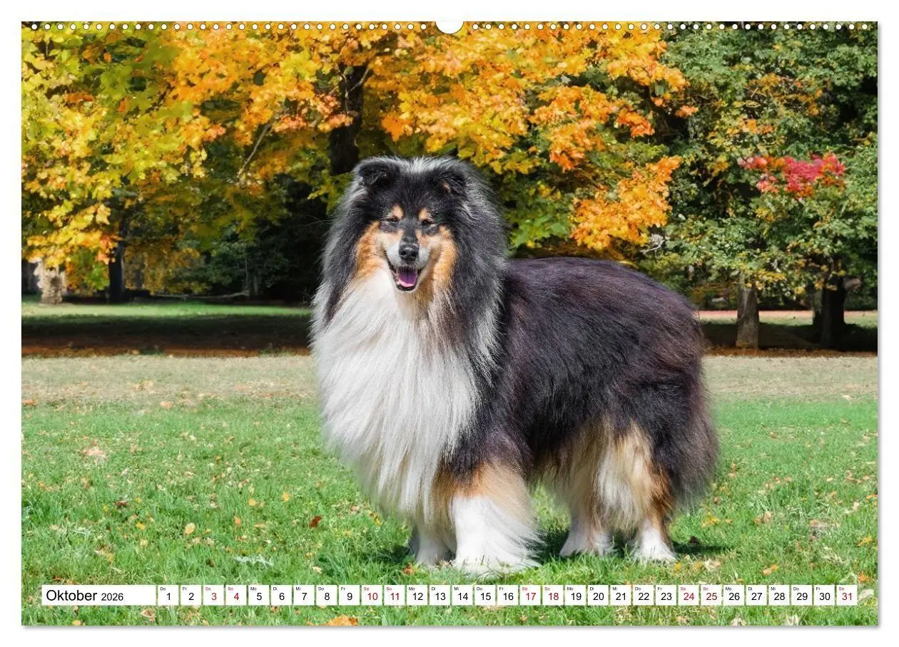 Bild: 9783516717310 | Traumhund Collie - Mein bester Freund (Wandkalender 2026 DIN A2...