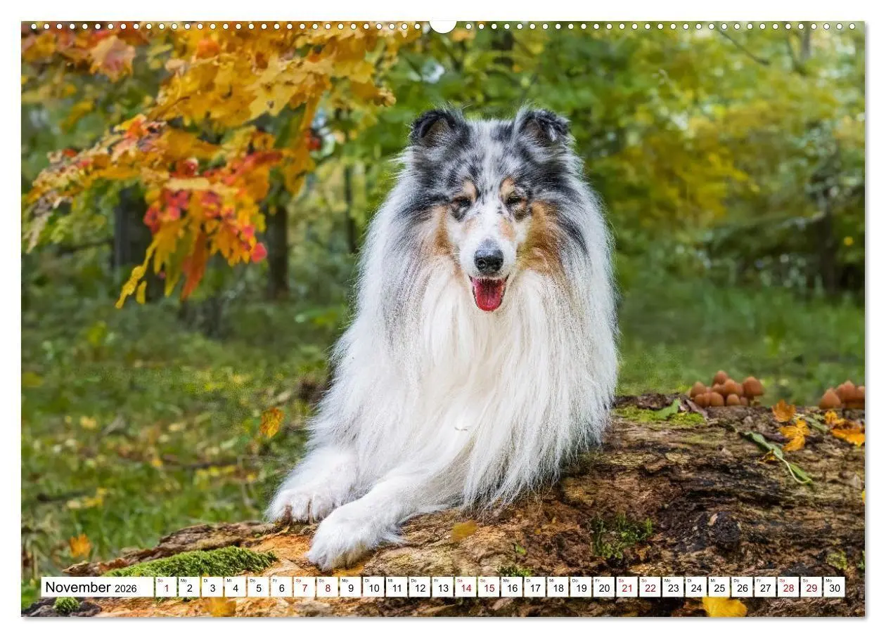 Bild: 9783516717310 | Traumhund Collie - Mein bester Freund (Wandkalender 2026 DIN A2...