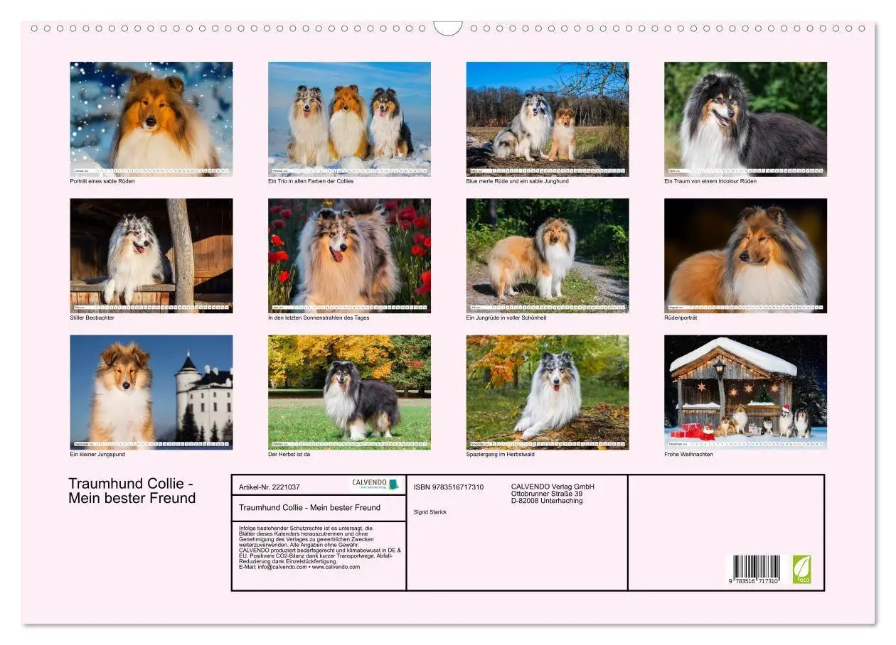 Bild: 9783516717310 | Traumhund Collie - Mein bester Freund (Wandkalender 2026 DIN A2...