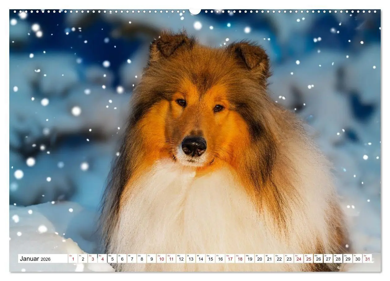 Bild: 9783516717310 | Traumhund Collie - Mein bester Freund (Wandkalender 2026 DIN A2...