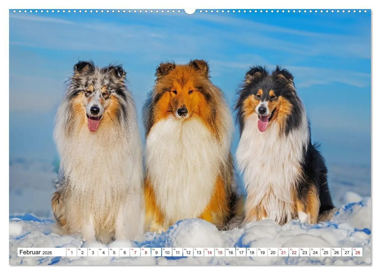 Bild: 9783516717310 | Traumhund Collie - Mein bester Freund (Wandkalender 2026 DIN A2...