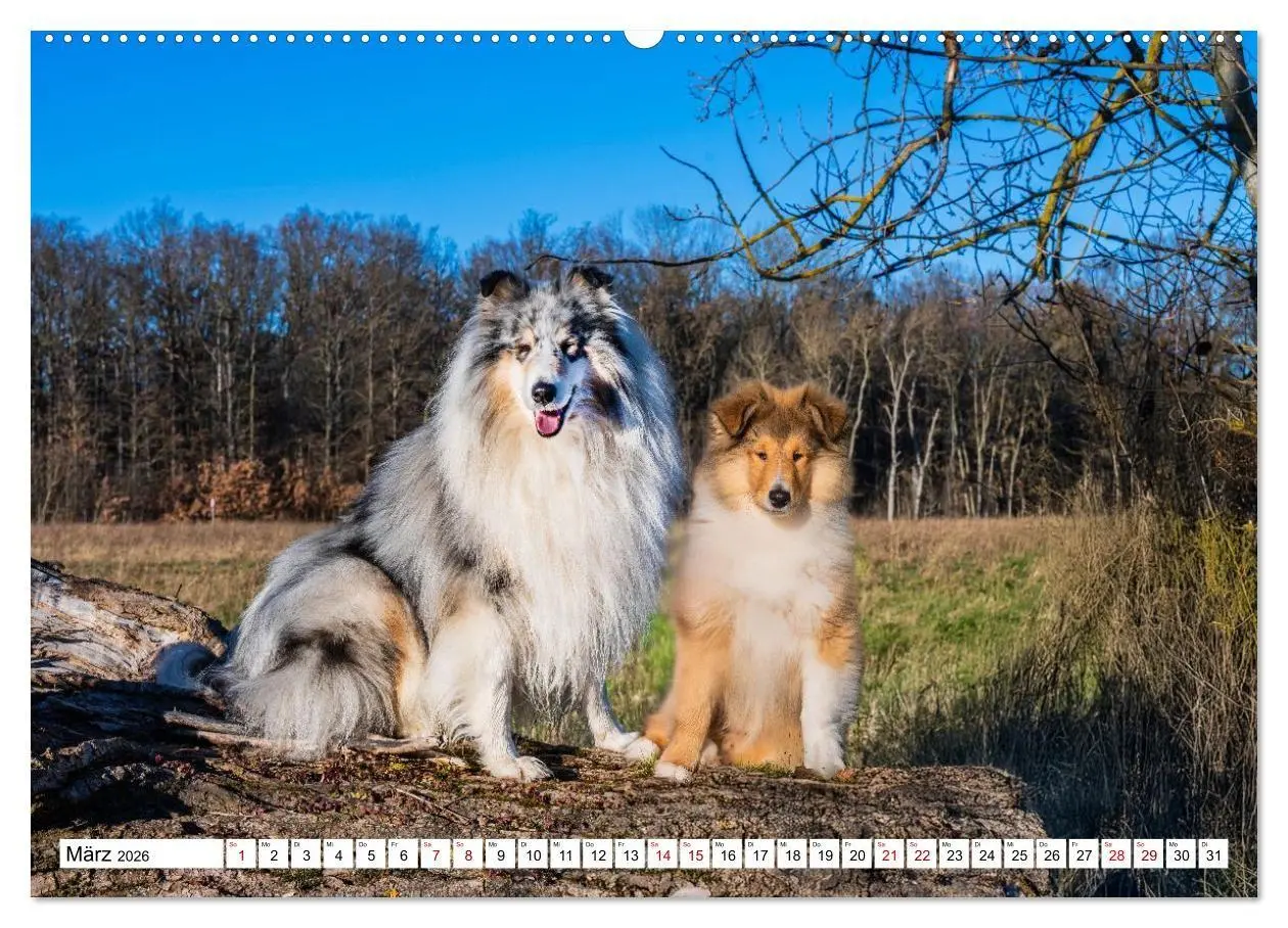 Bild: 9783516717310 | Traumhund Collie - Mein bester Freund (Wandkalender 2026 DIN A2...