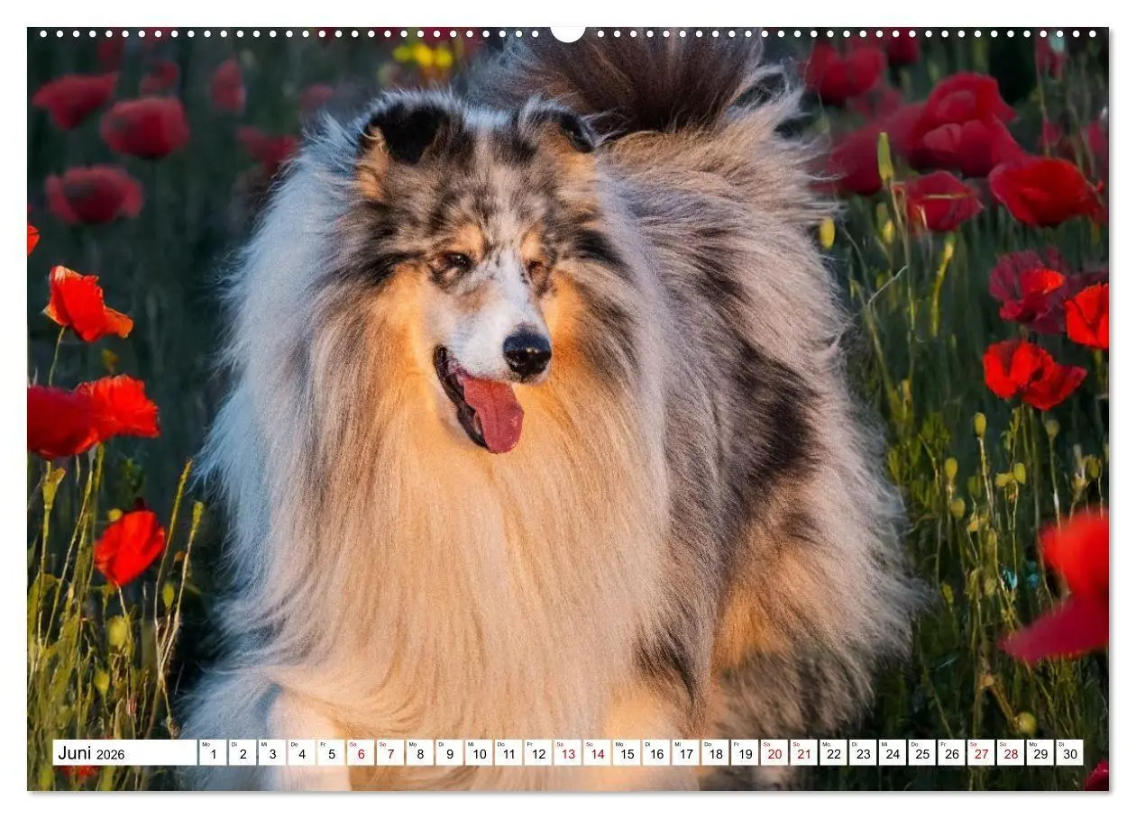 Bild: 9783516717310 | Traumhund Collie - Mein bester Freund (Wandkalender 2026 DIN A2...