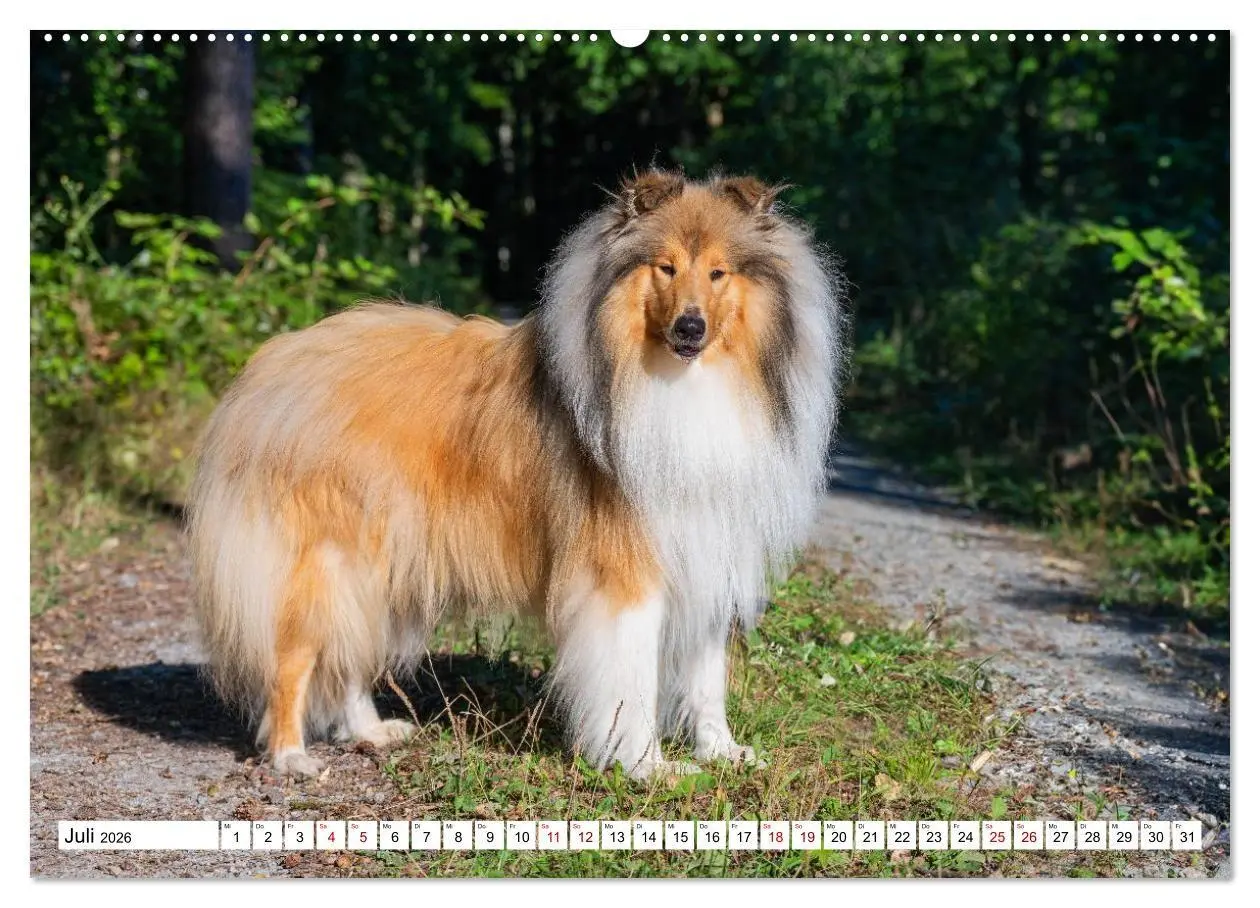 Bild: 9783516717310 | Traumhund Collie - Mein bester Freund (Wandkalender 2026 DIN A2...