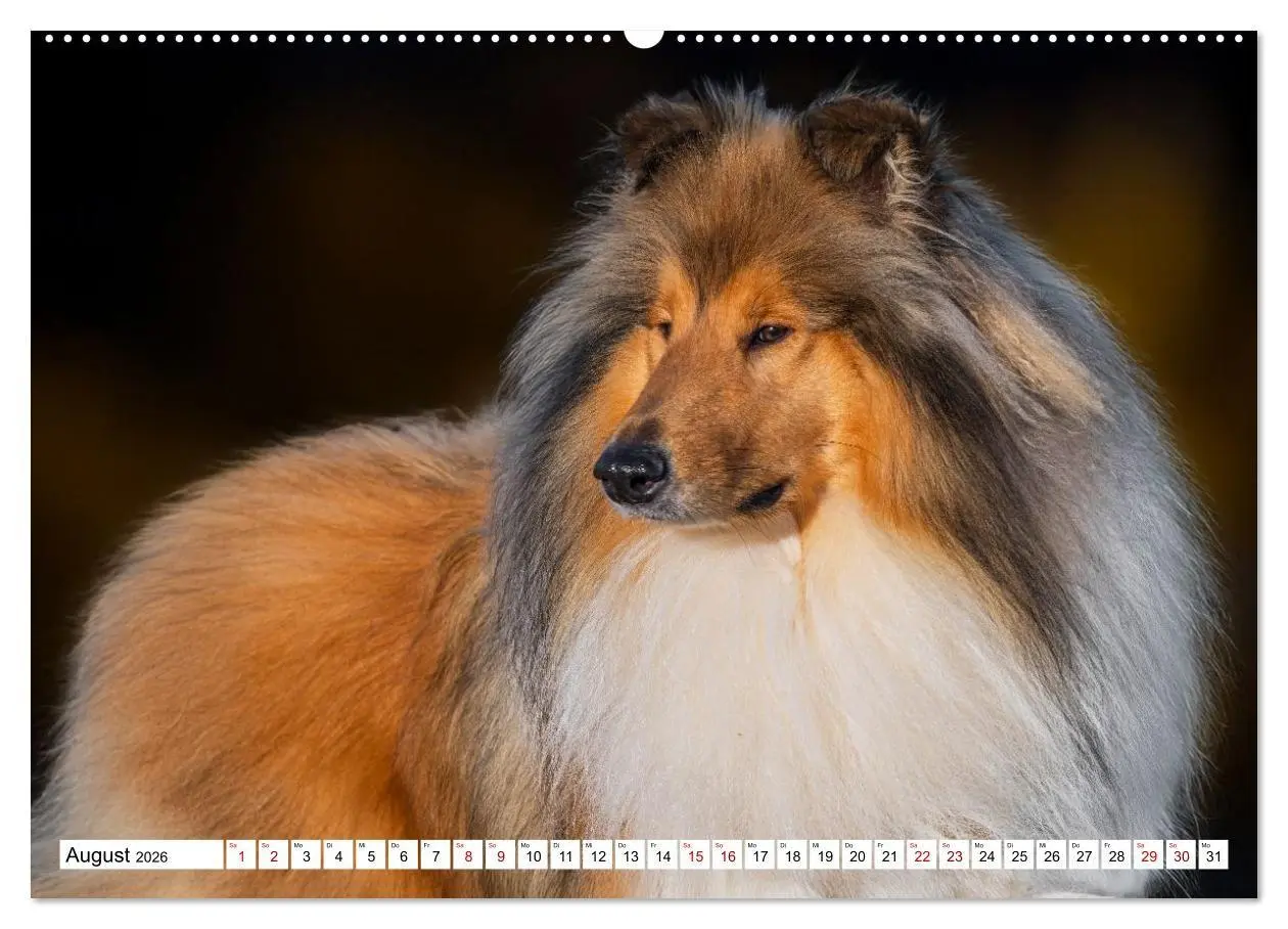Bild: 9783516717310 | Traumhund Collie - Mein bester Freund (Wandkalender 2026 DIN A2...