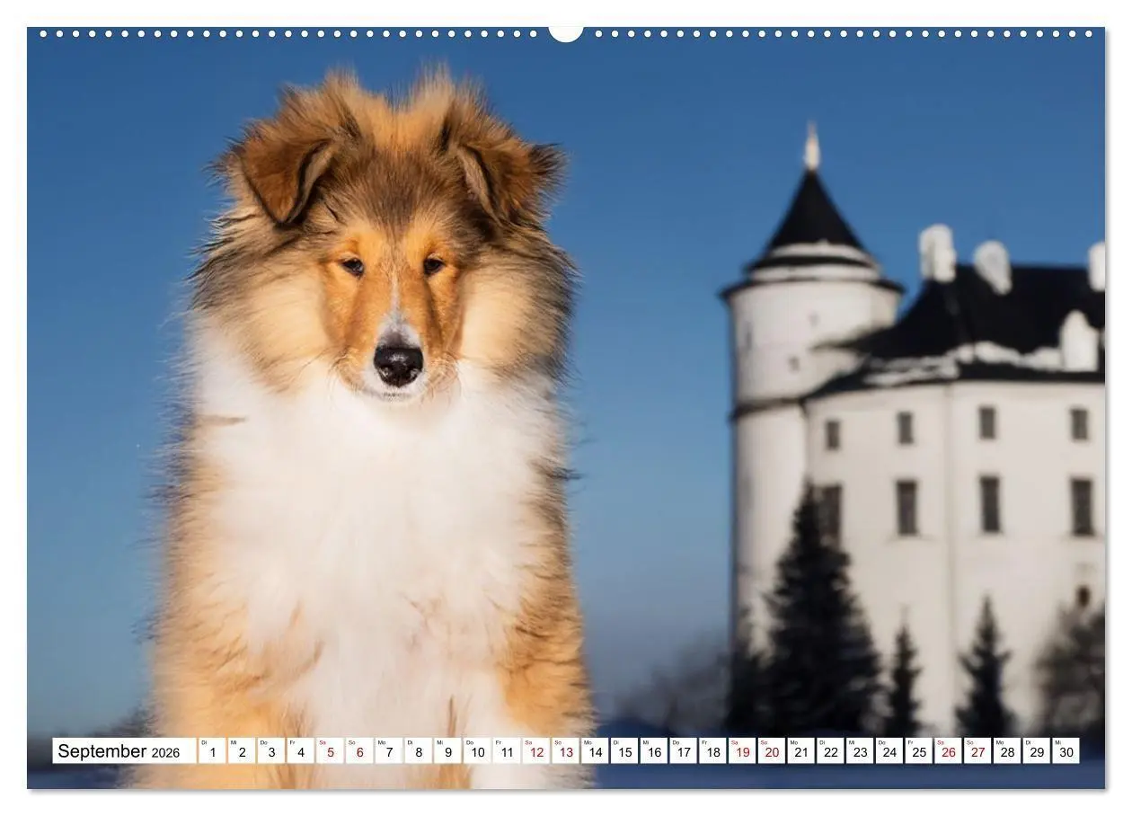 Bild: 9783516717310 | Traumhund Collie - Mein bester Freund (Wandkalender 2026 DIN A2...
