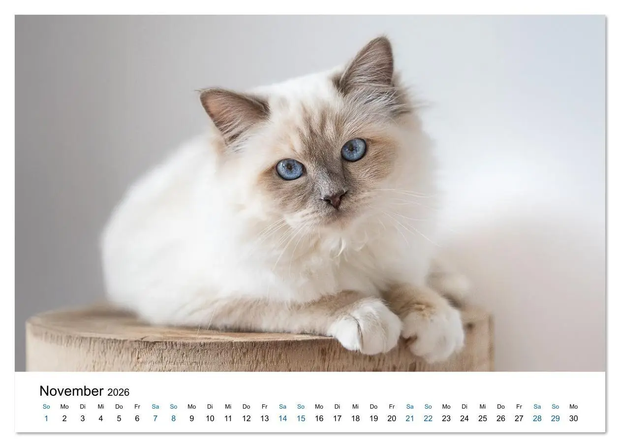 Bild: 9783516637410 | Heilige Birma Katzen - Eine Rasse mit traumhaft blauen Augen....