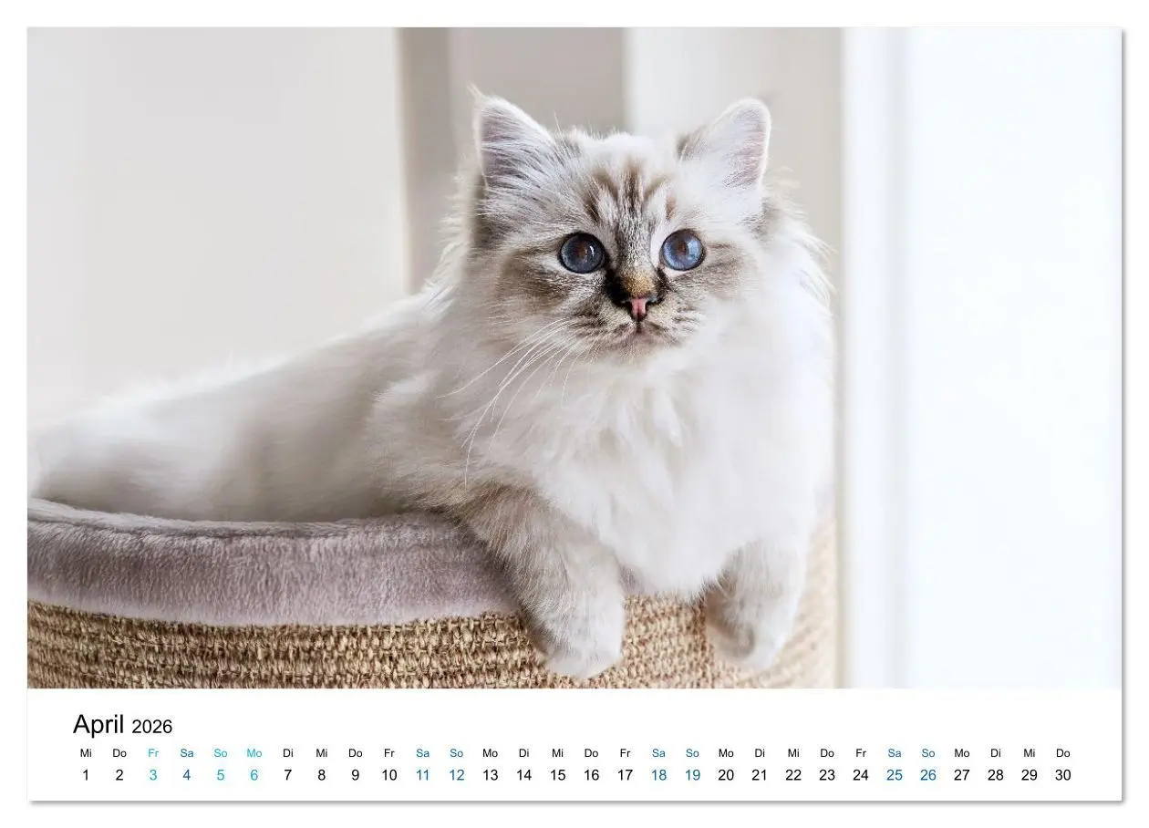 Bild: 9783516637410 | Heilige Birma Katzen - Eine Rasse mit traumhaft blauen Augen....