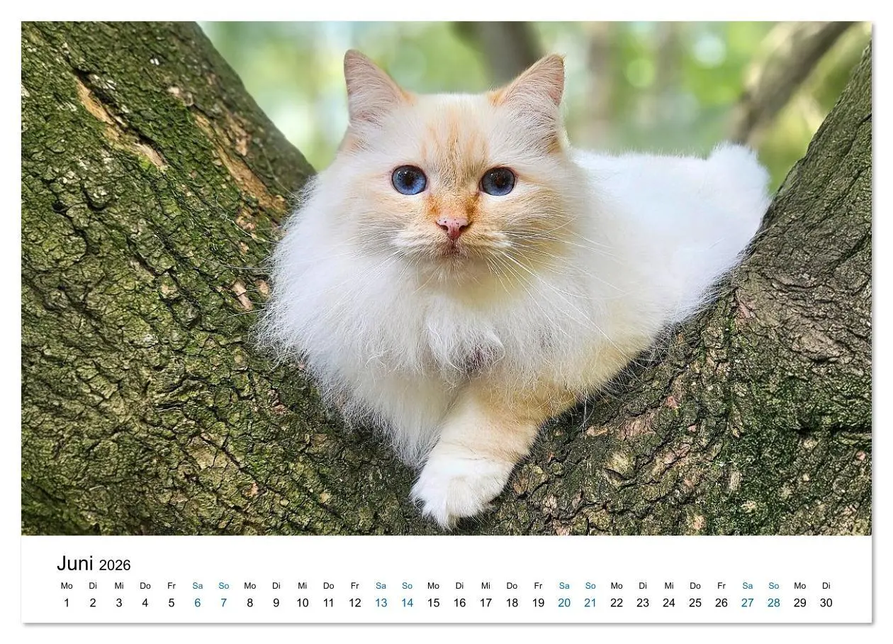 Bild: 9783516637410 | Heilige Birma Katzen - Eine Rasse mit traumhaft blauen Augen....