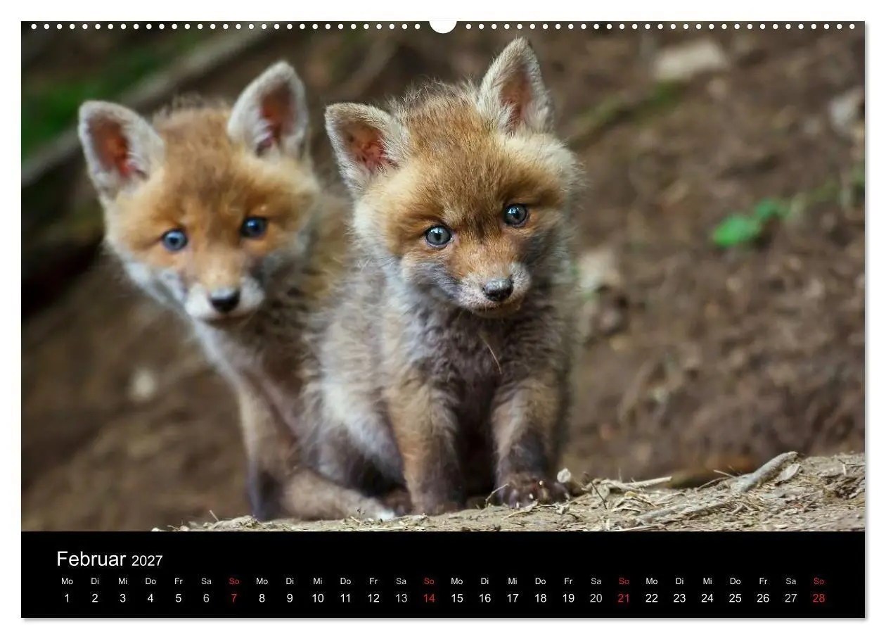 Bild: 9783594167410 | Füchse in freier Natur (hochwertiger Premium Wandkalender 2027 DIN...