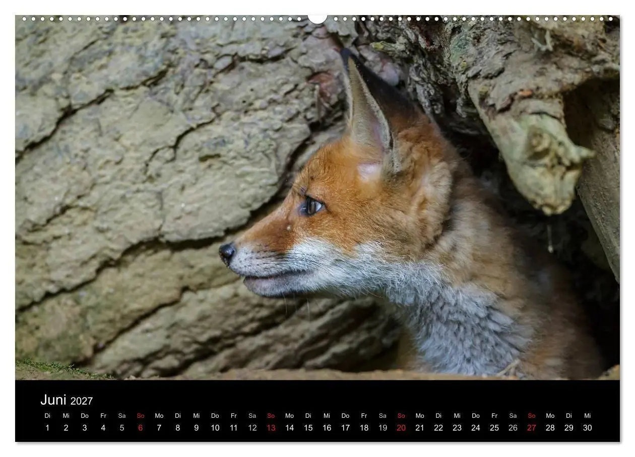 Bild: 9783594167410 | Füchse in freier Natur (hochwertiger Premium Wandkalender 2027 DIN...