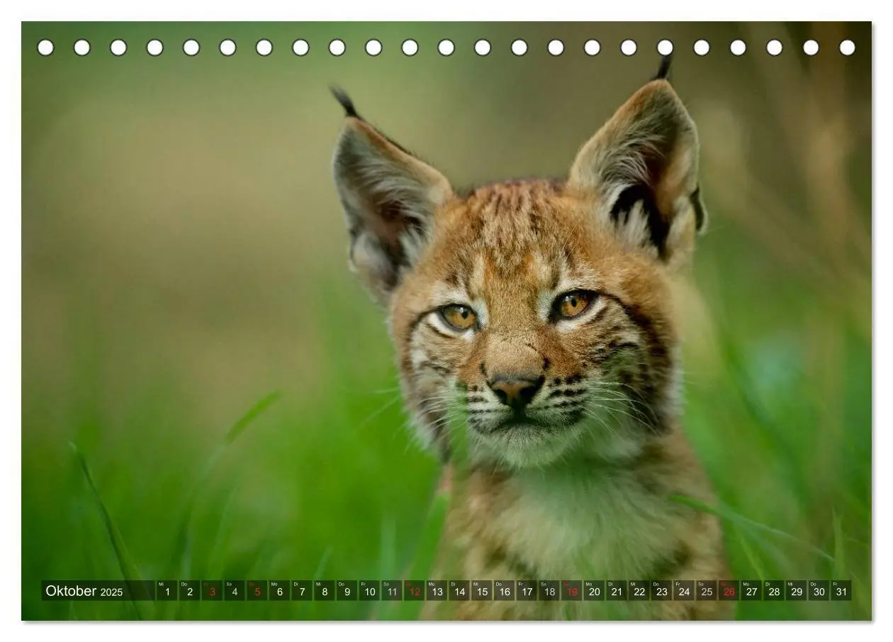 Bild: 9783435687510 | Der Luchs - Dem Pinselohr auf der Spur (Tischkalender 2025 DIN A5...