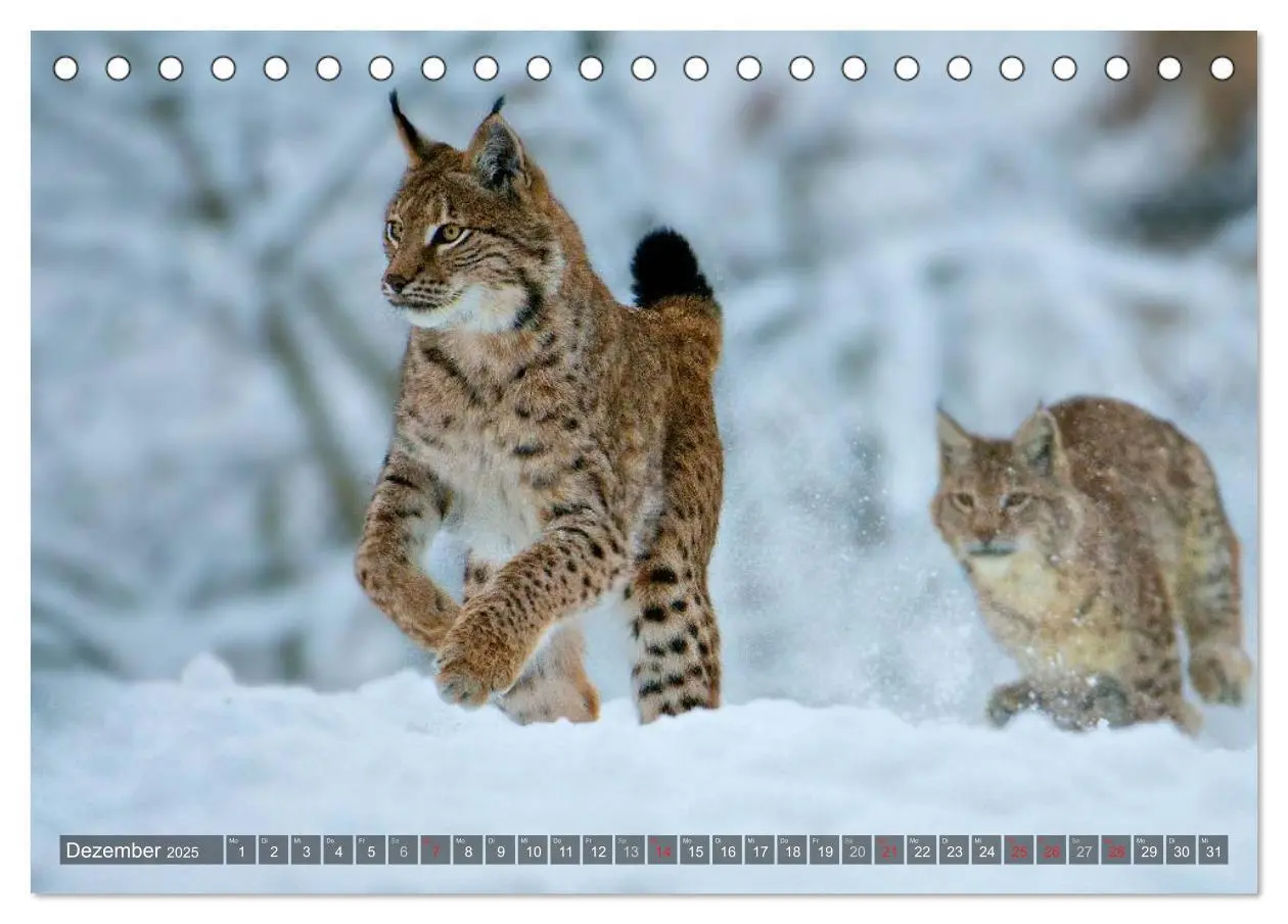 Bild: 9783435687510 | Der Luchs - Dem Pinselohr auf der Spur (Tischkalender 2025 DIN A5...