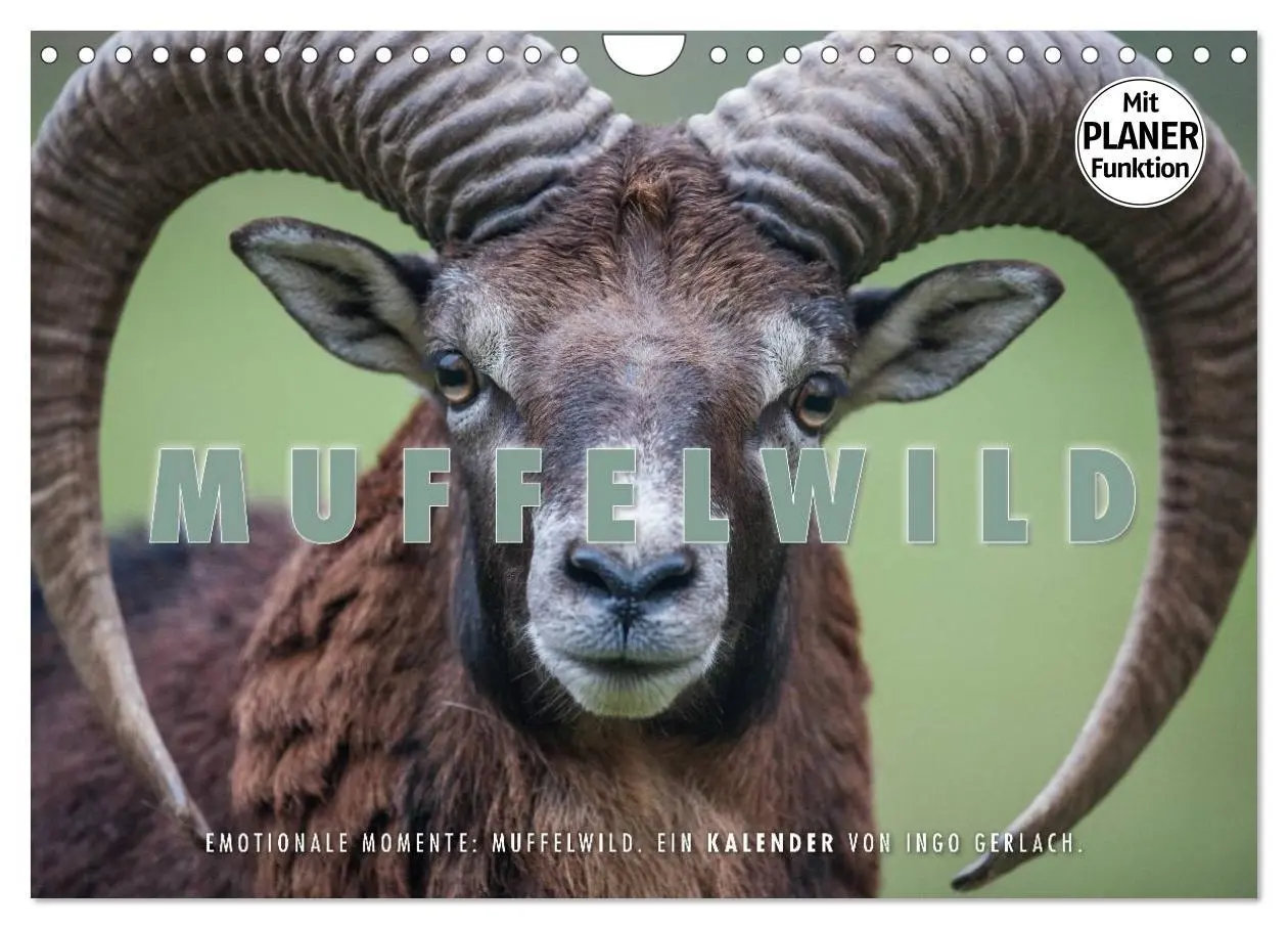 Cover: 9783516007510 | Emotionale Momente: Muffelwild. (Wandkalender 2026 DIN A4 quer),...