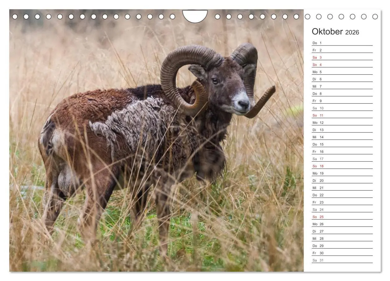 Bild: 9783516007510 | Emotionale Momente: Muffelwild. (Wandkalender 2026 DIN A4 quer),...