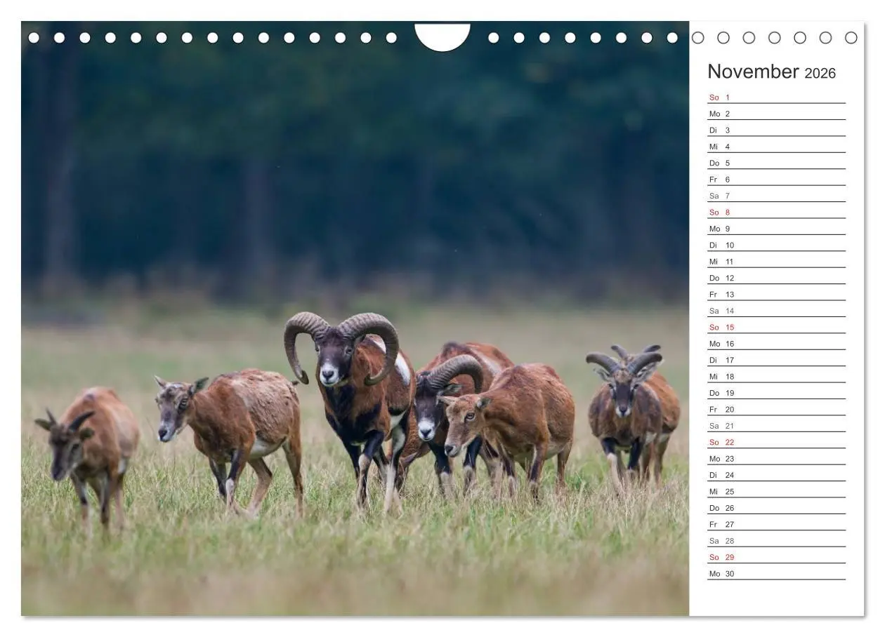Bild: 9783516007510 | Emotionale Momente: Muffelwild. (Wandkalender 2026 DIN A4 quer),...