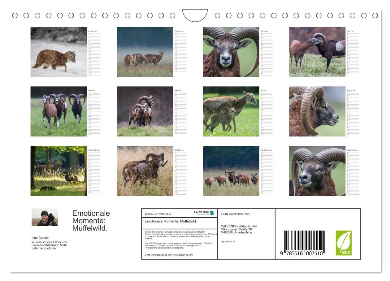 Bild: 9783516007510 | Emotionale Momente: Muffelwild. (Wandkalender 2026 DIN A4 quer),...