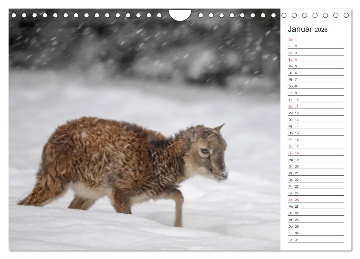 Bild: 9783516007510 | Emotionale Momente: Muffelwild. (Wandkalender 2026 DIN A4 quer),...
