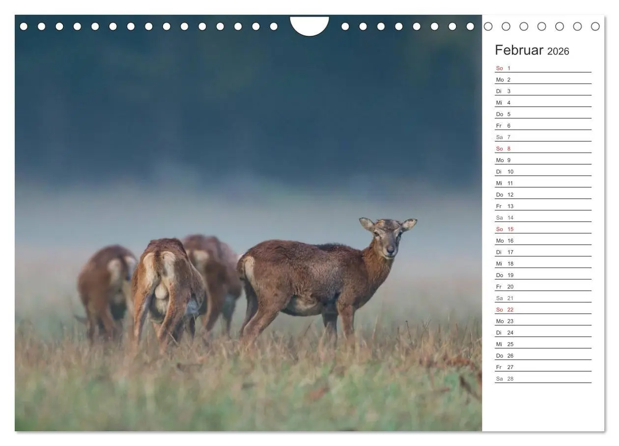 Bild: 9783516007510 | Emotionale Momente: Muffelwild. (Wandkalender 2026 DIN A4 quer),...