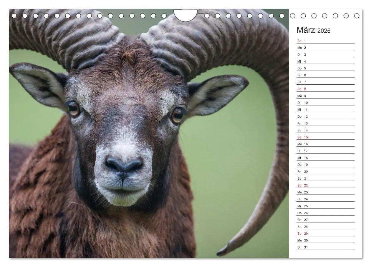 Bild: 9783516007510 | Emotionale Momente: Muffelwild. (Wandkalender 2026 DIN A4 quer),...