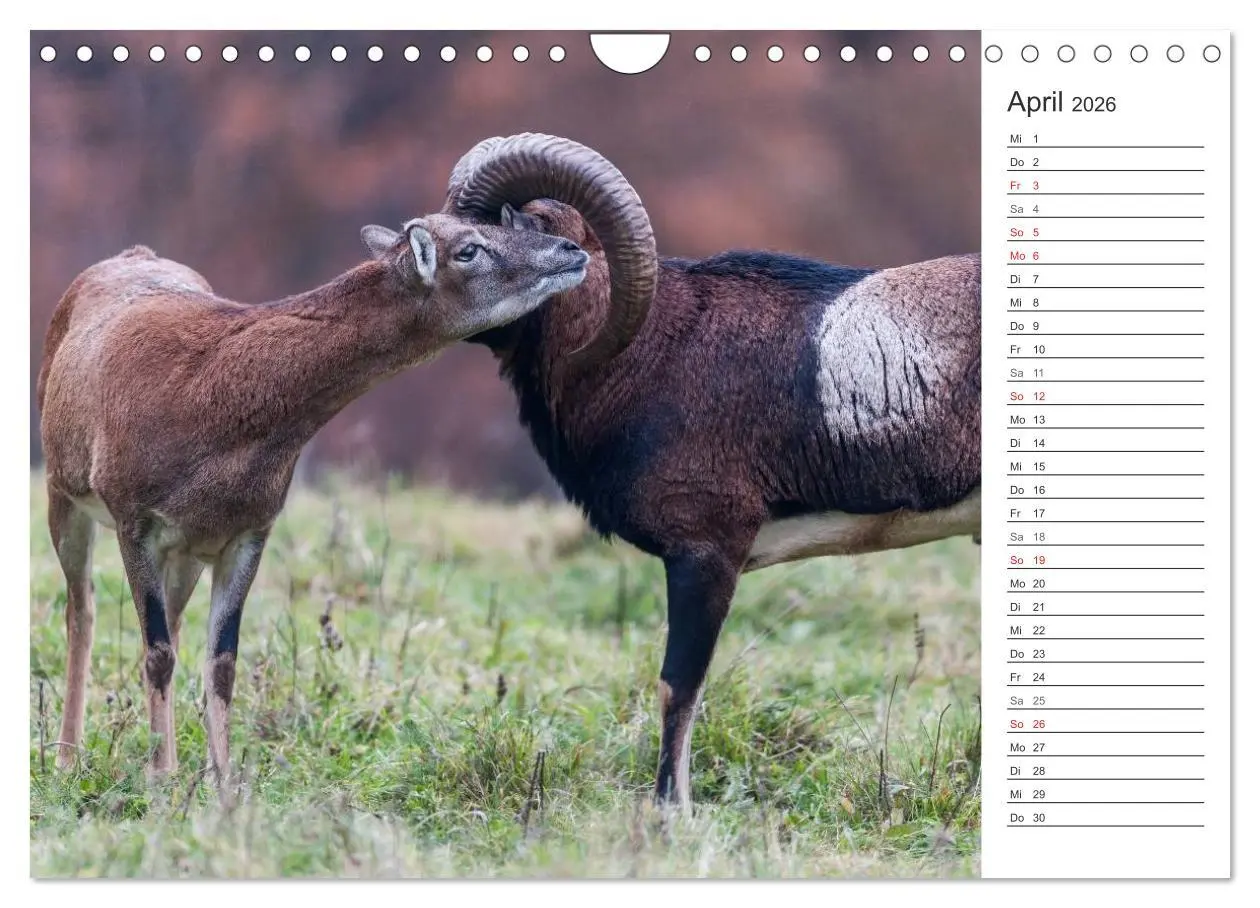 Bild: 9783516007510 | Emotionale Momente: Muffelwild. (Wandkalender 2026 DIN A4 quer),...